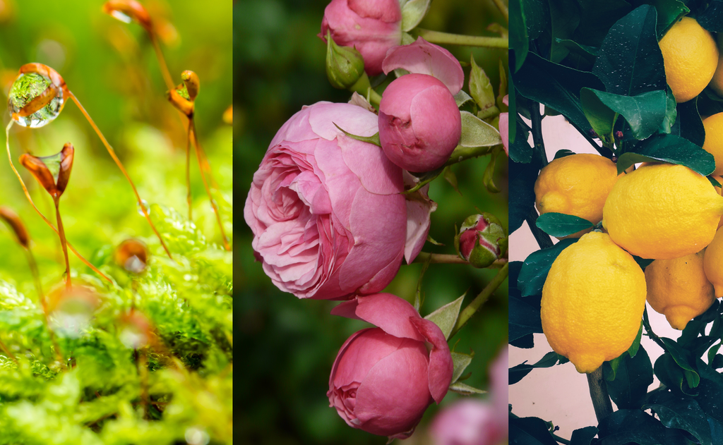 What are Chypre perfumes?